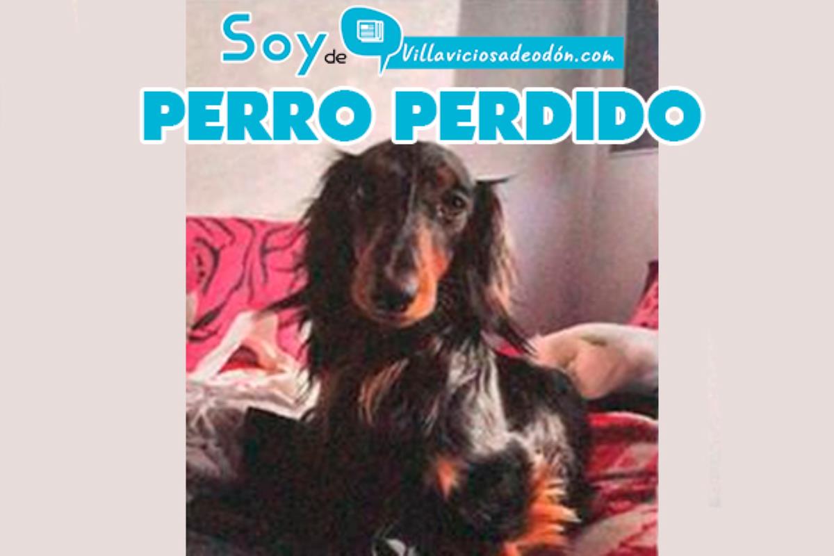 Blue se perdió en los campos cerca del castillo en Villaviciosa