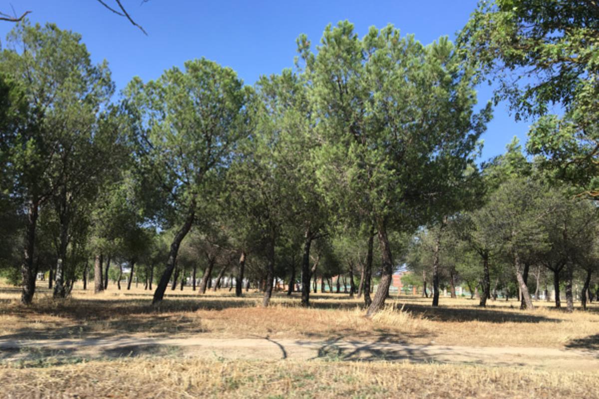 Se aprueba por 3 millones de euros el pliego para reforzar los trabajos de jardinería en barrios como Sector III, Perales del Río y El Bercial