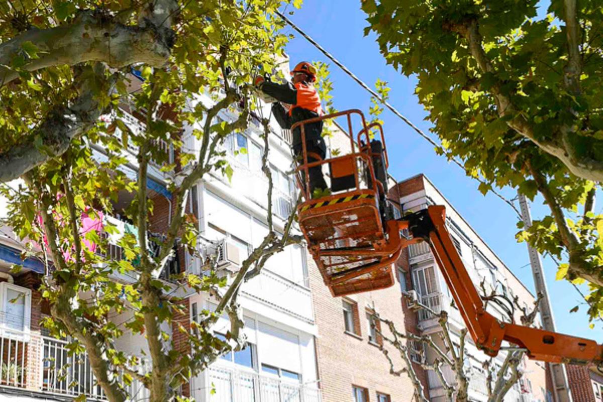 En total se suma la poda de más de 25.000 ejemplares
