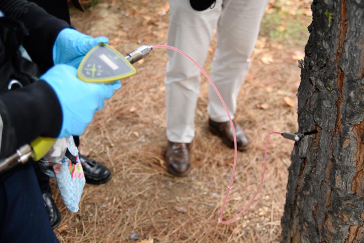 Más de 200 han recibido ya un tratamiento por endoterapia
