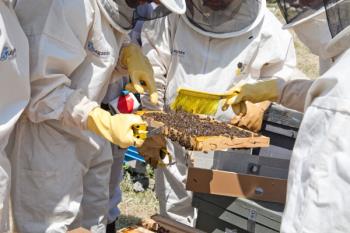 Una actividad pionera que se desarrolla en Leganés para fomentar, proteger e impulsar la permanencia de las abejas en la ciudad