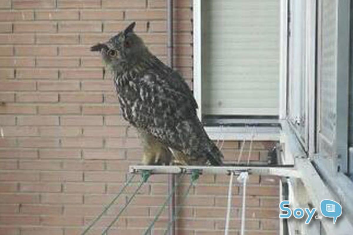 Unos vecinos nos alertan de la presencia de un Buho en la zona