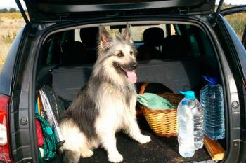 Se perdió en Villaverde, necesita medicación y tiene microchip