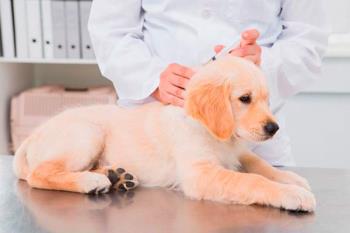 Lee toda la noticia '¿Cómo de importante es vacunar a nuestras mascotas?'
