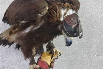 El Equipo Antón sorprende a una persona que cazaba ilegalmente durante la noche