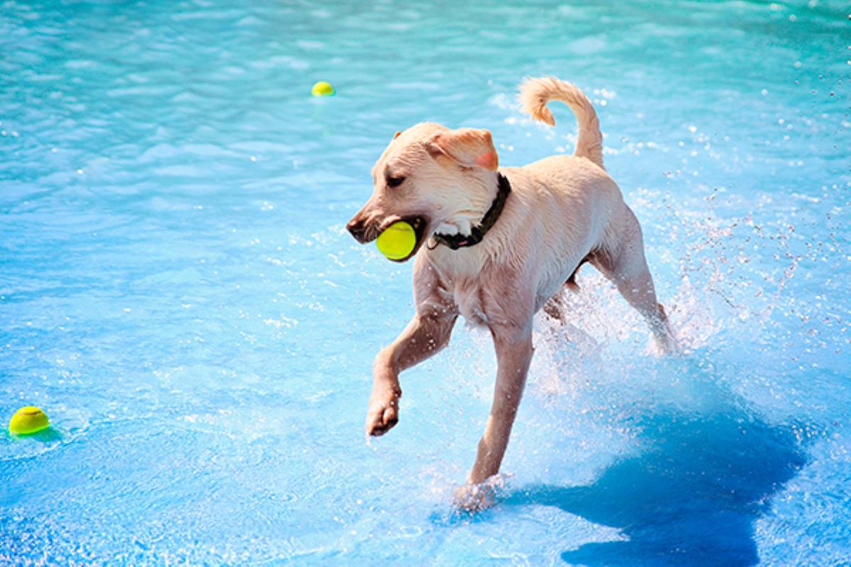 Con motivo del último día de baño, estos ayuntamientos abrirán sus piscinas municipales a nuestras mascotas de forma gratuita