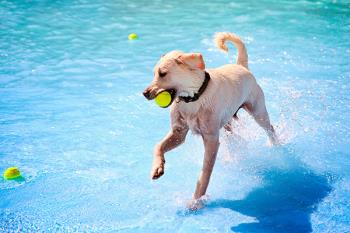 Con motivo del último día de baño, estos ayuntamientos abrirán sus piscinas municipales a nuestras mascotas de forma gratuita