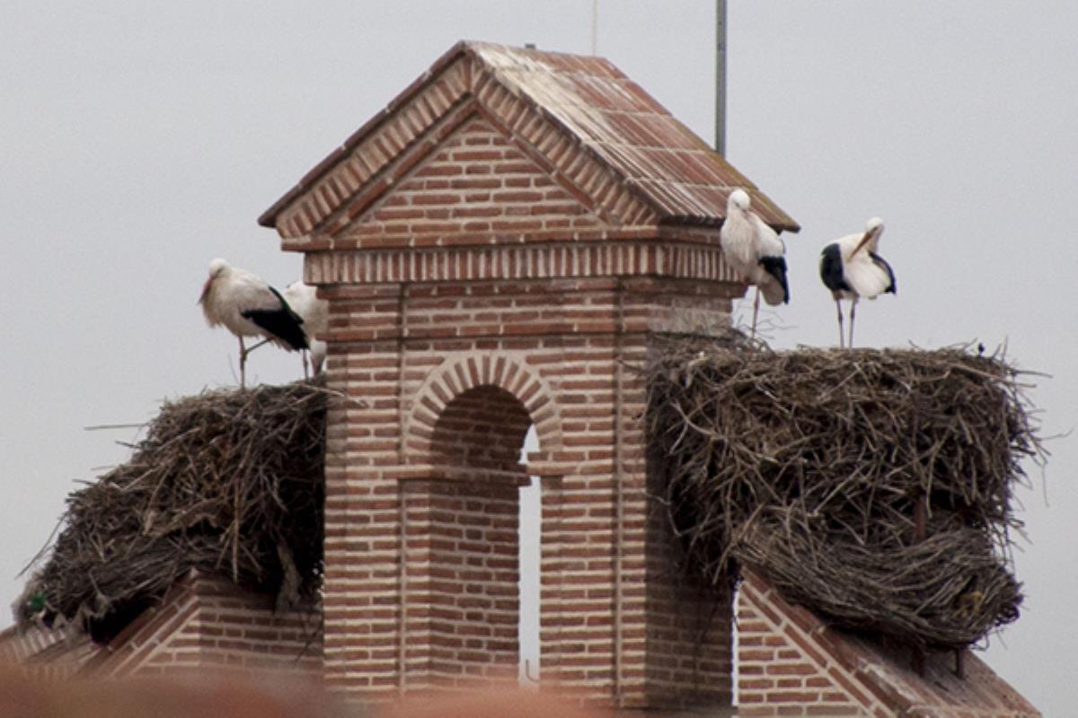 De momento se alimentan con la basura que se deposita en la planta de transferencia