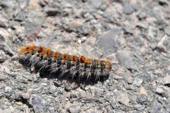 Aunque su presencia suele registrarse en el mes de abril, el cambio climático ha adelantado su ciclo de desarrollo