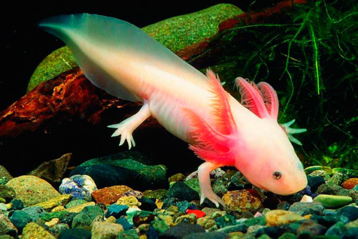 Aprende a crear un entorno adecuado en su acuario y disfruta de esta longeva mascota
