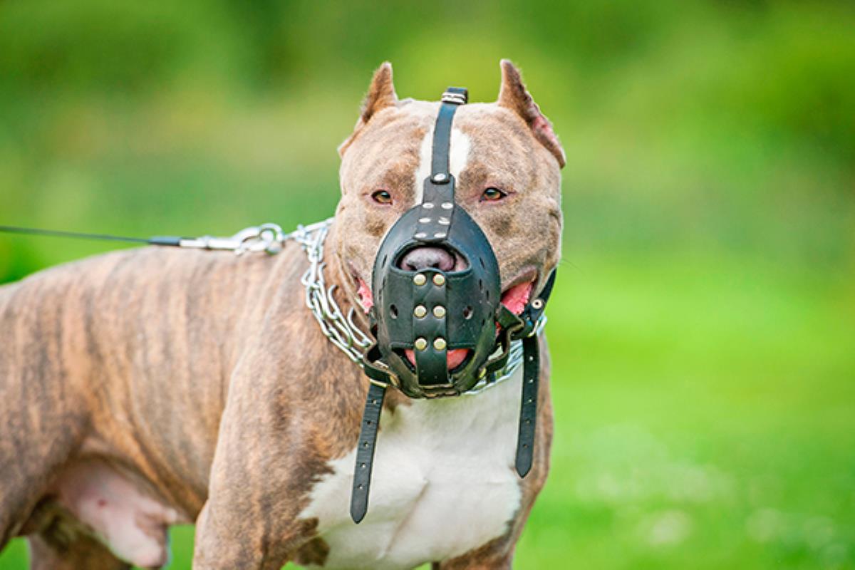 La policía getafense pone en marcha una campaña dirigida a los dueños de esta catalogación de perros