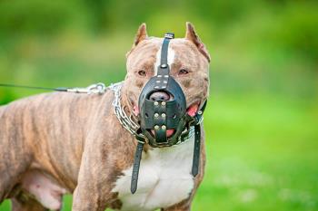 La policía getafense pone en marcha una campaña dirigida a los dueños de esta catalogación de perros