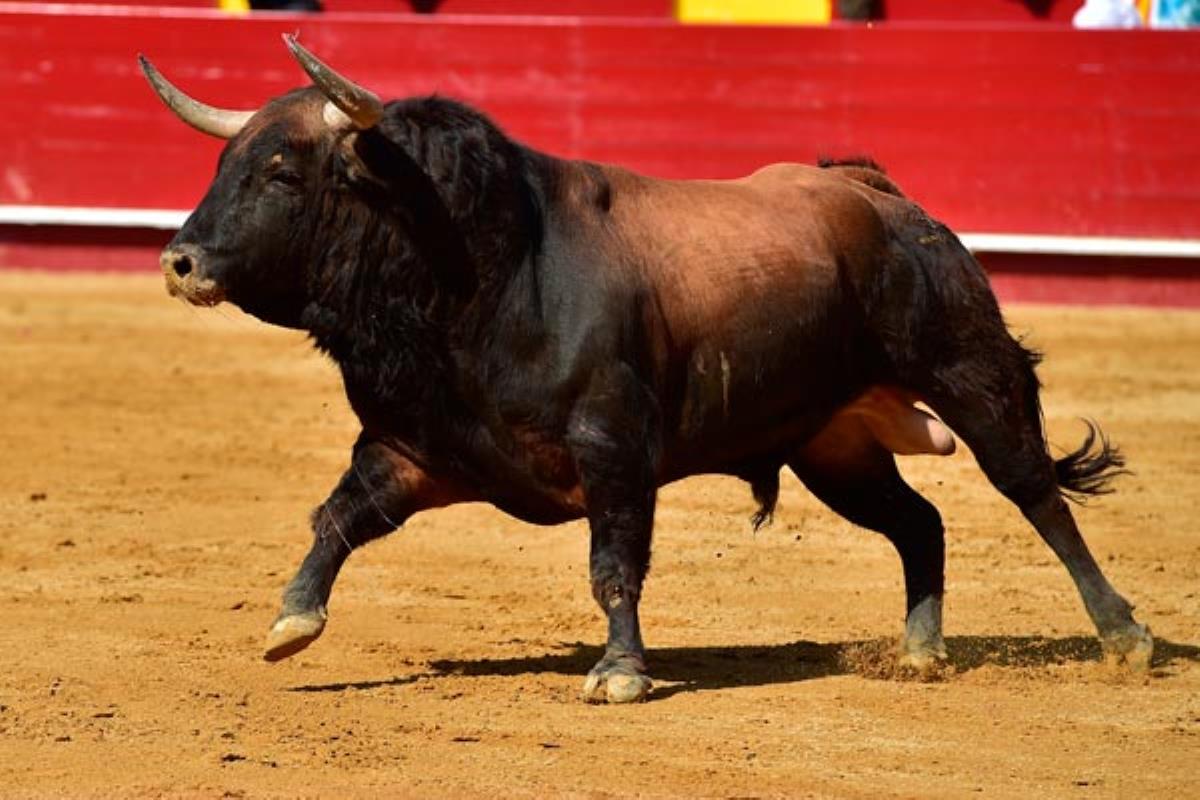 Los festejos taurinos se celebrarán del 13 al 16 de septiembre