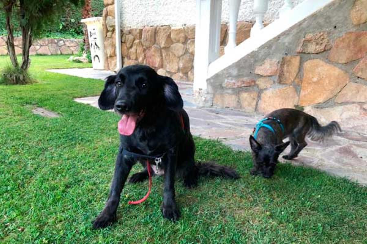 Una alternativa a las residencias caninas que está triunfando entre los dueños este verano
