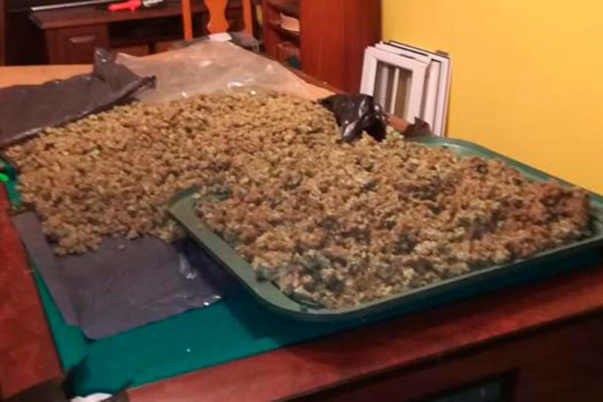 La Policía Nacional ha incautado un total de 75 kilos de cogollos y más de 5.000 plantas de cannabis sativa