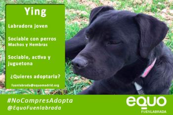 La agrupación ha organizado varios eventos para luchar contra el abandono y para fomentar la adopción