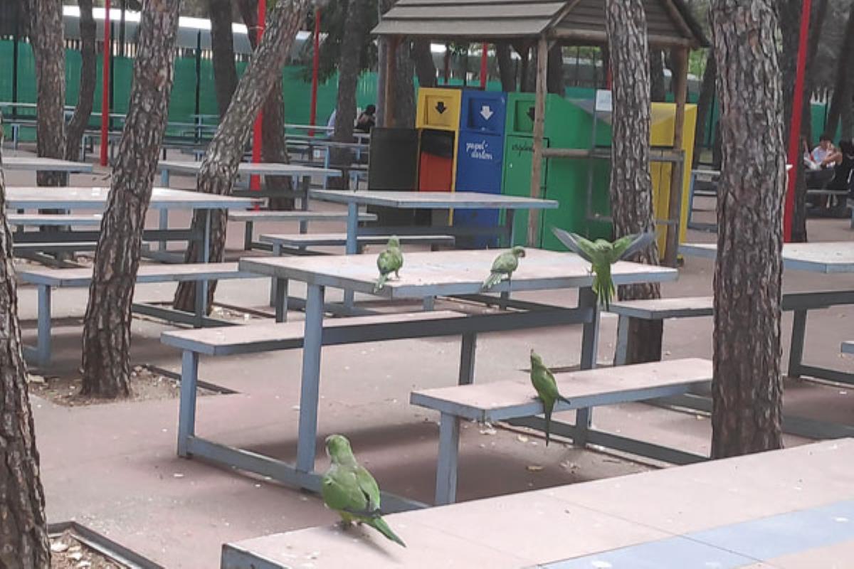 Aseguran que es necesario controlar la expansión de estas aves por los peligros que suponen para el ecosistema y la seguridad de las personas 
