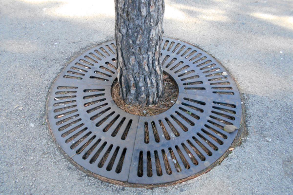 El objetivo es descartar la posibilidad de poder plantar más arboles