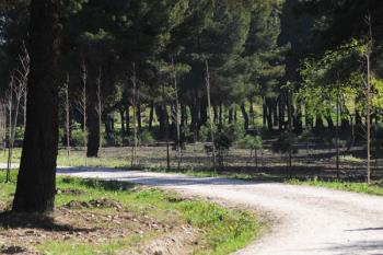 Un bosque de 75 kilómetros rodeará la capital para absorber 170.000 toneladas de CO2
