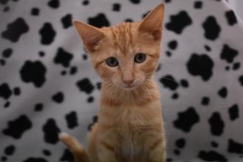 El Centro de Protección Animal de Arroyomolinos continua con el proyecto “Gatos en la Calle”
Los felinos disfrutarán de comida y refugio en las casetas que ya han sido instaladas por el Ayuntamiento
