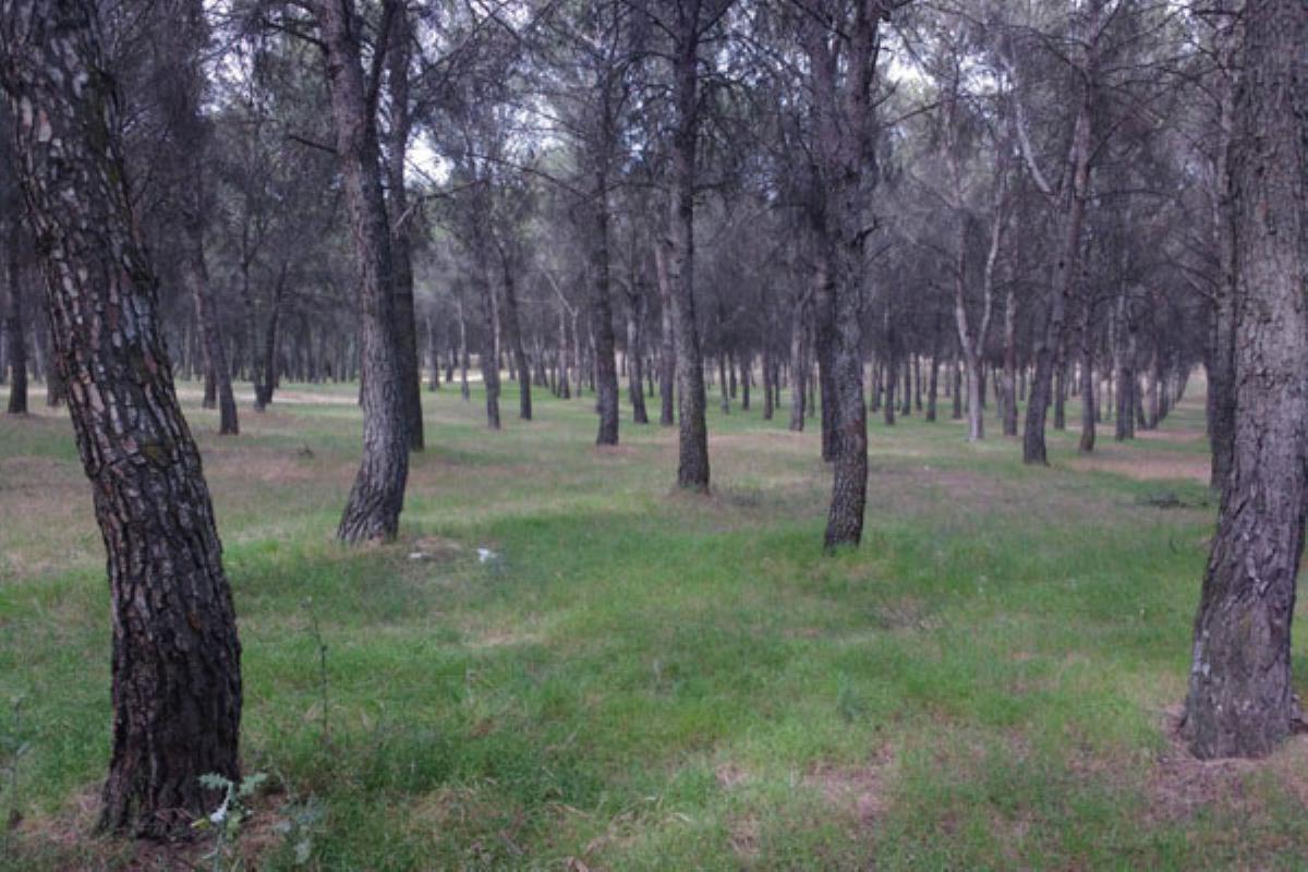 Un centenar de árboles pertenecientes al Cerro de los ángeles han sido arrancados o tronchados por la borrasca Emma 