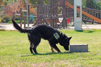 Lee toda la noticia 'El Cuerpo de Policía de Móstoles suma dos cachorros de Pastor Alemán'