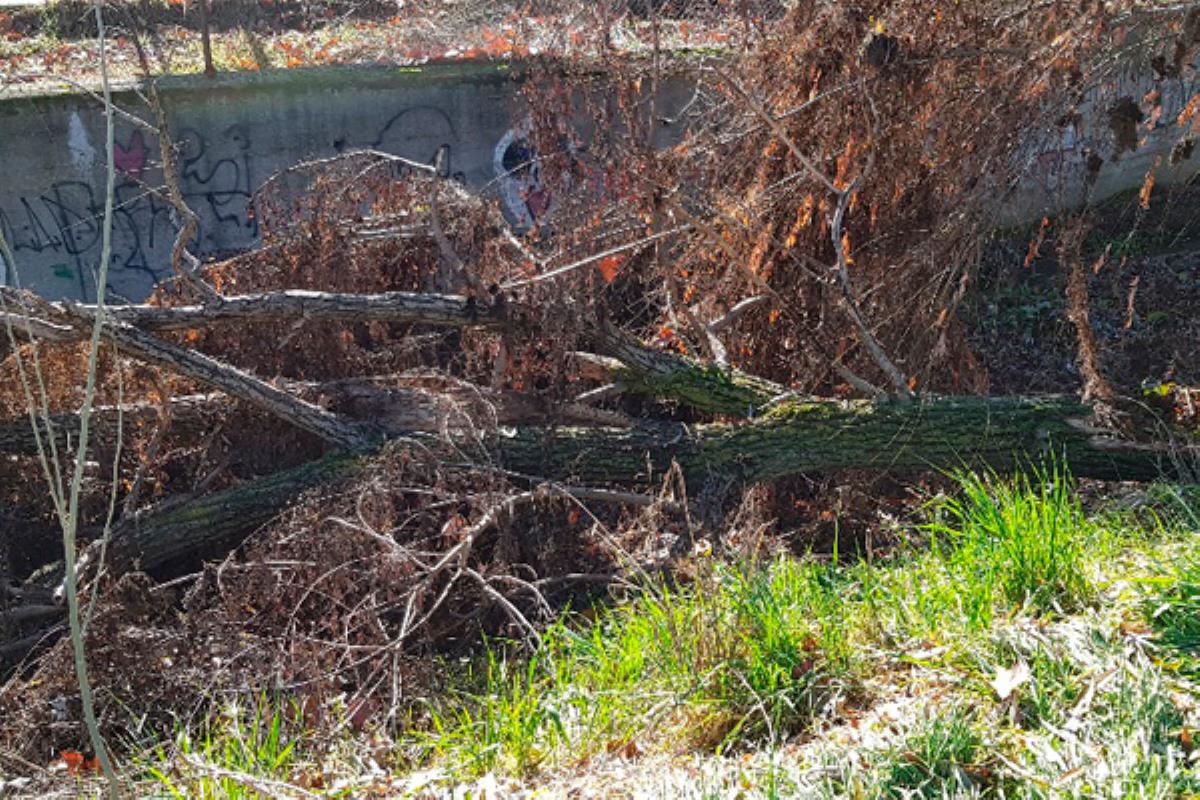 Los socialistas exigen medidas para el saneamiento y restauración de los arroyos locales