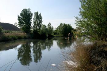 El Partido Popular ha manifestado el "malestar e inquietud" de los vecinos del Barrio de la Estación tras el avistamiento de varios ejemplares de mapaches
