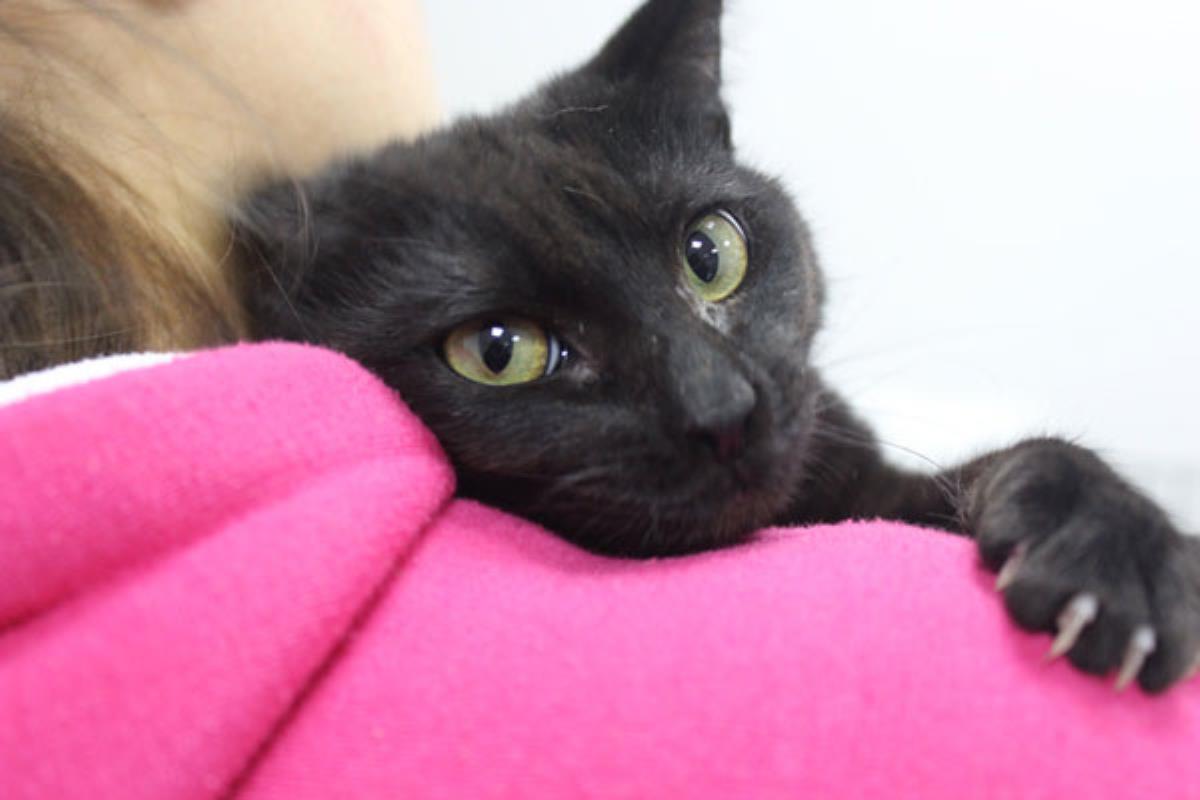 El Centro Municipal de Animales se hará cargo de los animales entregados por sus propietarios, con el fin de frenar el abandono