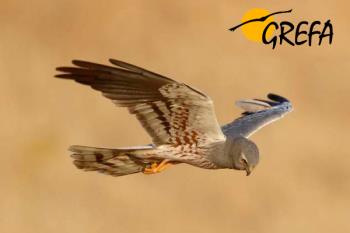 La ONG madrileña especializada en aves, hace recuento de su año y nos aporta varios datos interesantes