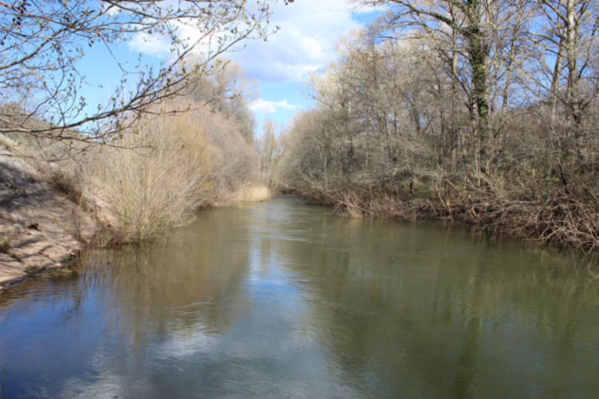 Los productos, que han invadido las orillas del río, proceden de la depuradora de Coslada