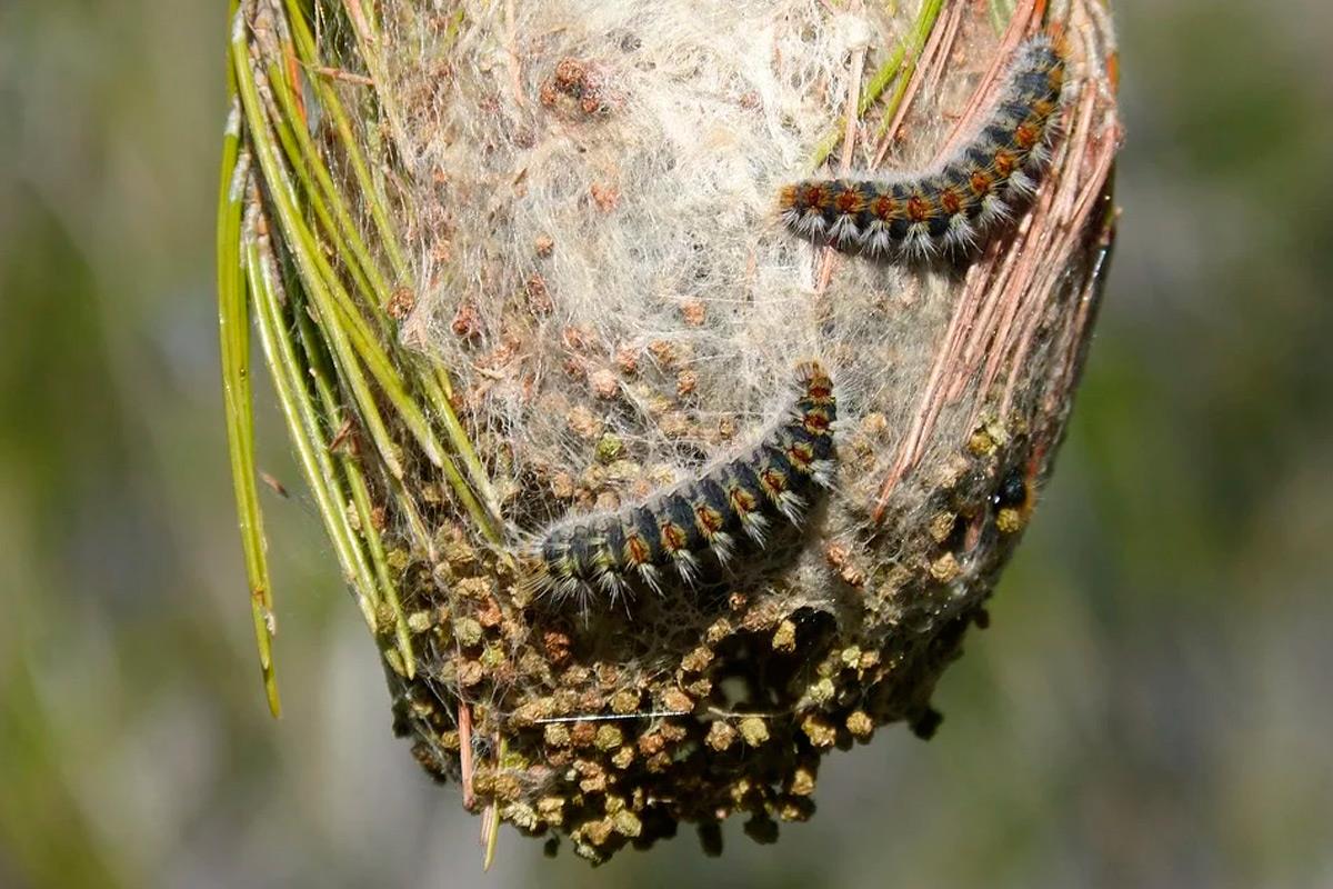 ANECPLA informa de que algunas ciudades se han visto afectadas por la plaga “antes de lo habitual”, por culpa del cambio climático