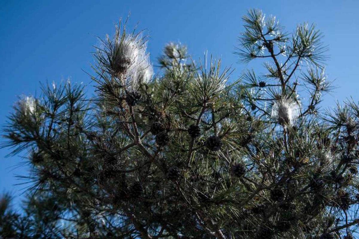 Su periodo de aparición, habitualmente en el mes de abril, se habría visto alterado por las altas temperaturas