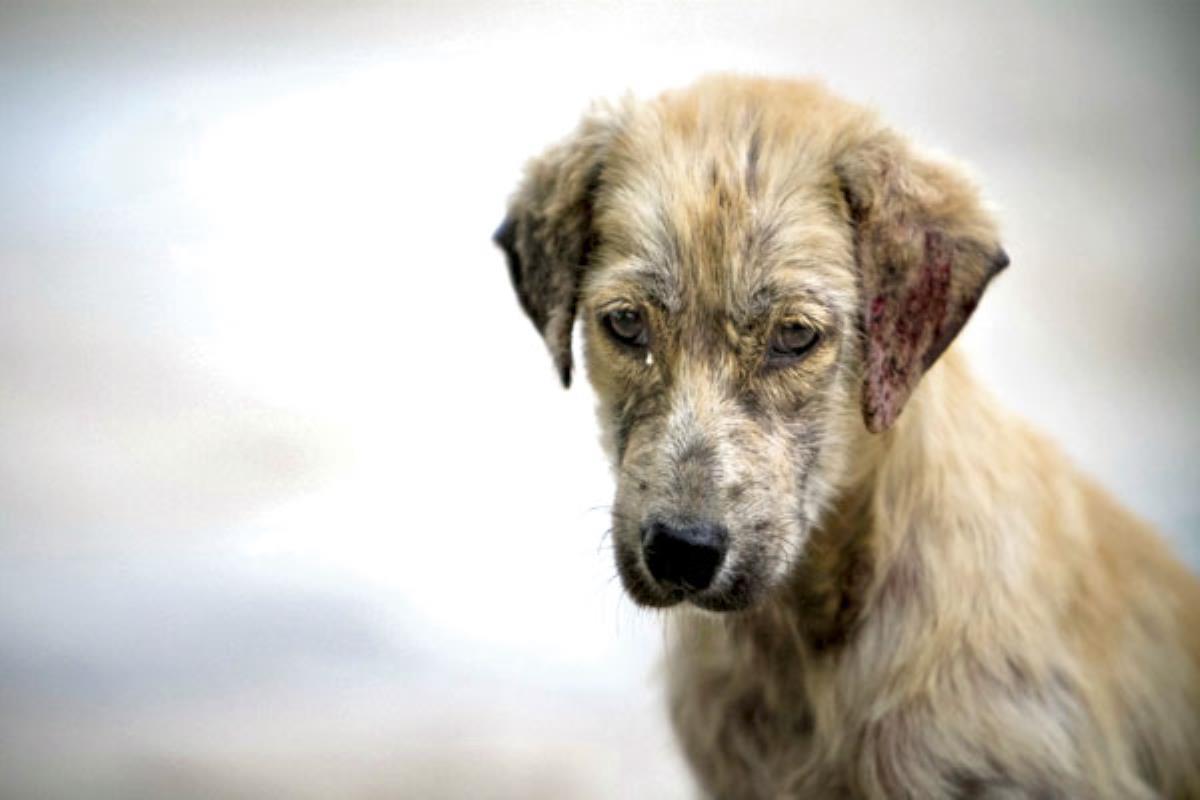 ¿Cómo debemos actuar en caso de perder a nuestros pequeños peludos? 