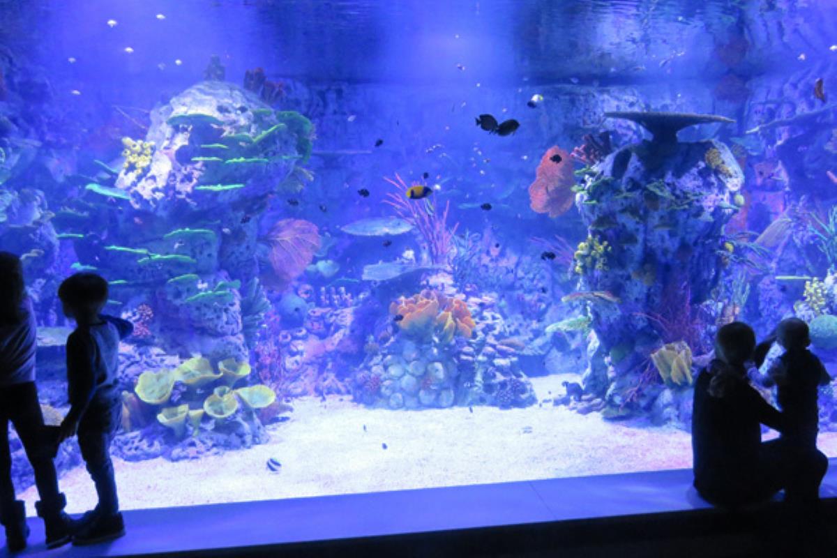 Parques Reunidos abre el primer acuario interactivo de Europa el Centro Comercial intu Xanadú