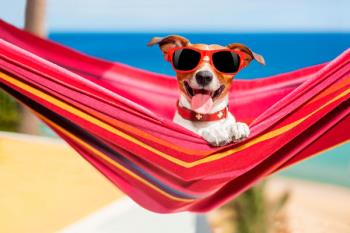 Descubre la red de playas caninas que hay en España y disfruta con tu mejor amigo durante estas vacaciones