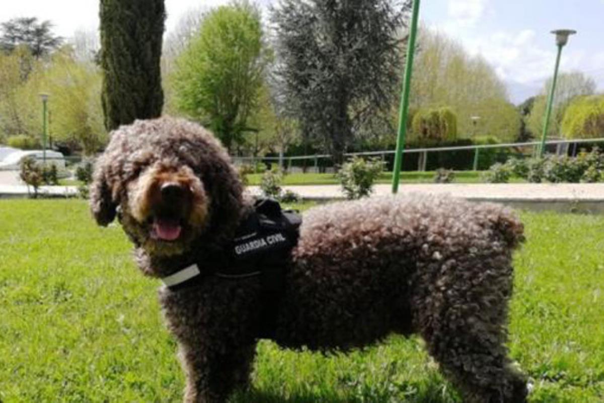 Marley colaboró también en el caso de Gabriel Cruz o el asesinato del concejal de IU en Llanes