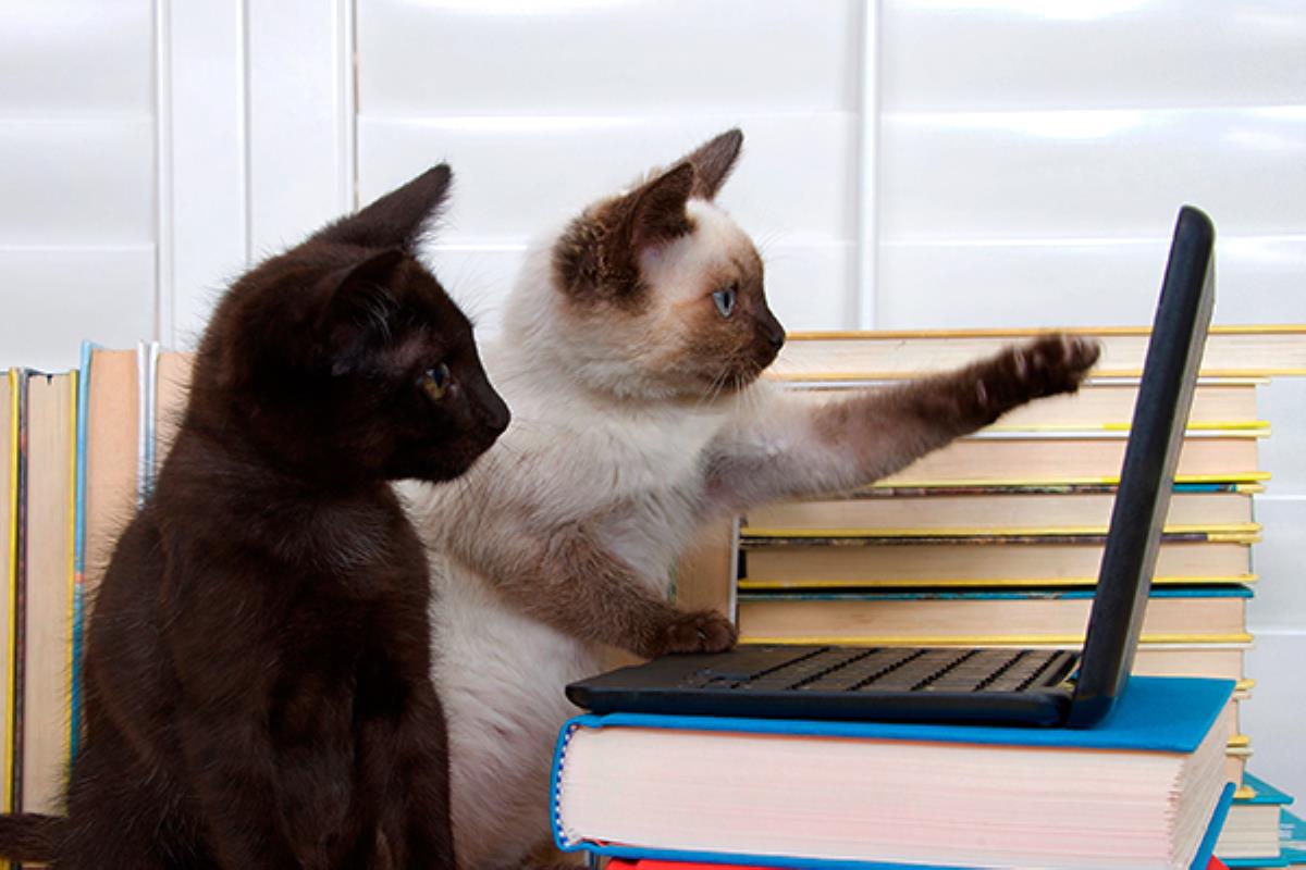 ¿Sabías que la compañía de estos felinos reduce el estrés e incrementa la productividad en el trabajo?