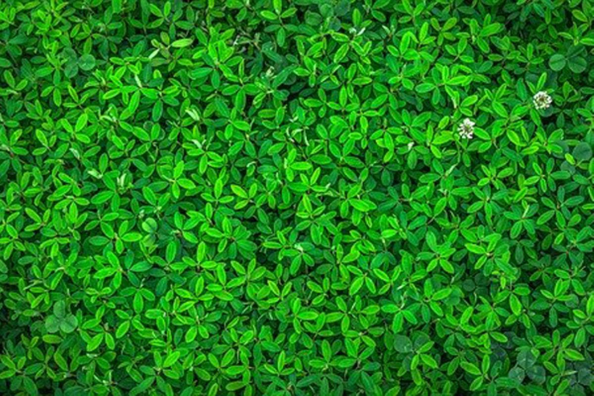 Representantes políticos de la ciudad intervendrán en los encuentros