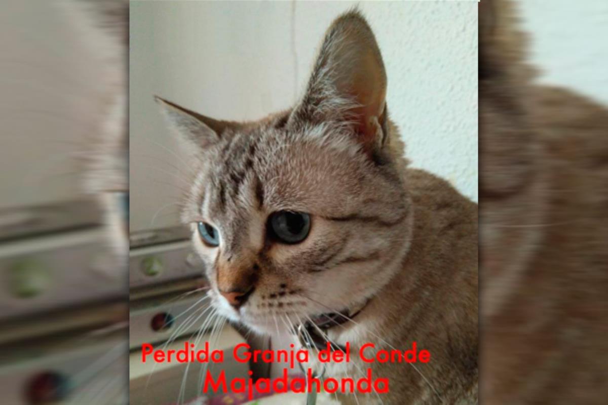 Unos vecinos de Majadahonda piden ayuda para encontrar a su mascota