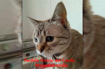 Unos vecinos de Majadahonda piden ayuda para encontrar a su mascota