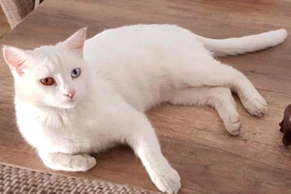 Unos vecinos nos piden ayuda para encontrar a su mascota extraviada