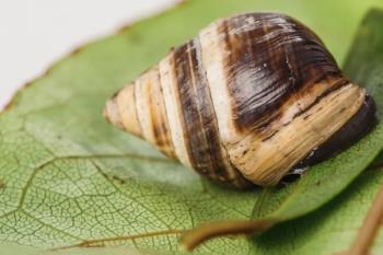 George último caracol ‘Achatinella apexfulva’