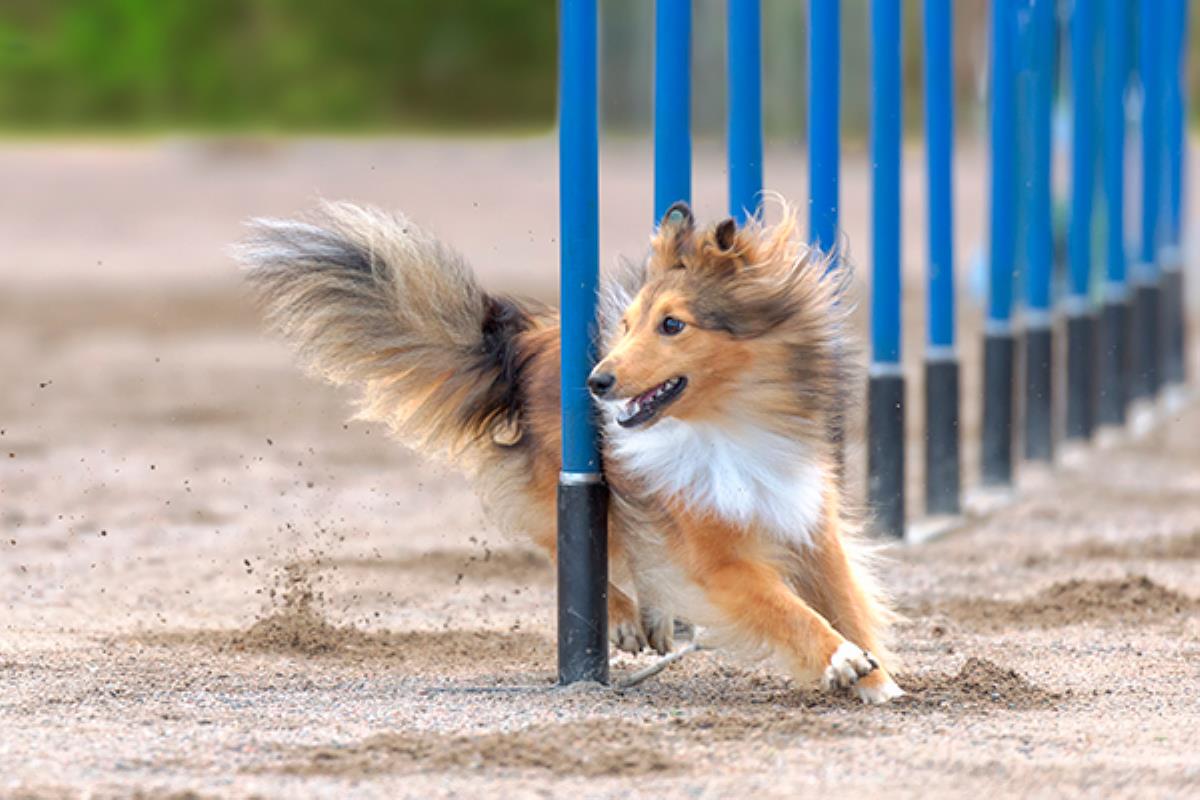 El Ayuntamiento de Getafe ha comenzado las obras del nuevo parque para perros