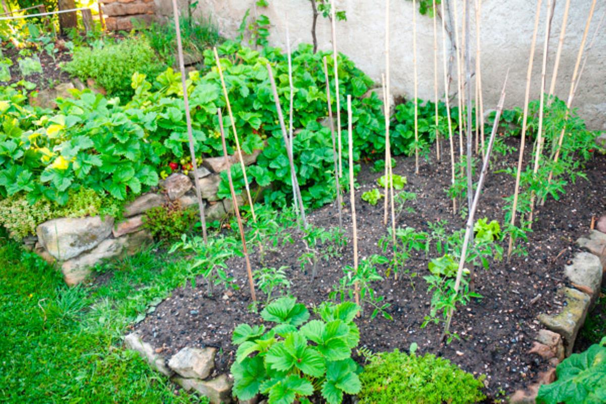 Se aprueba la convocatoria para adjudicar más huertos urbanos en nuestro municipio