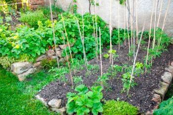 Se aprueba la convocatoria para adjudicar más huertos urbanos en nuestro municipio