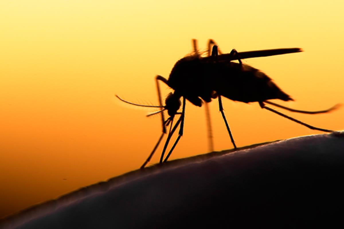 El municipio ha doblado los tratamientos contra los mosquitos en Perales del Río
