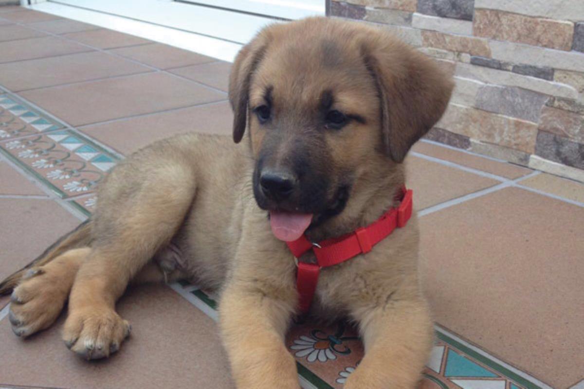 Tiene dos meses y se ha perdido en Humanes