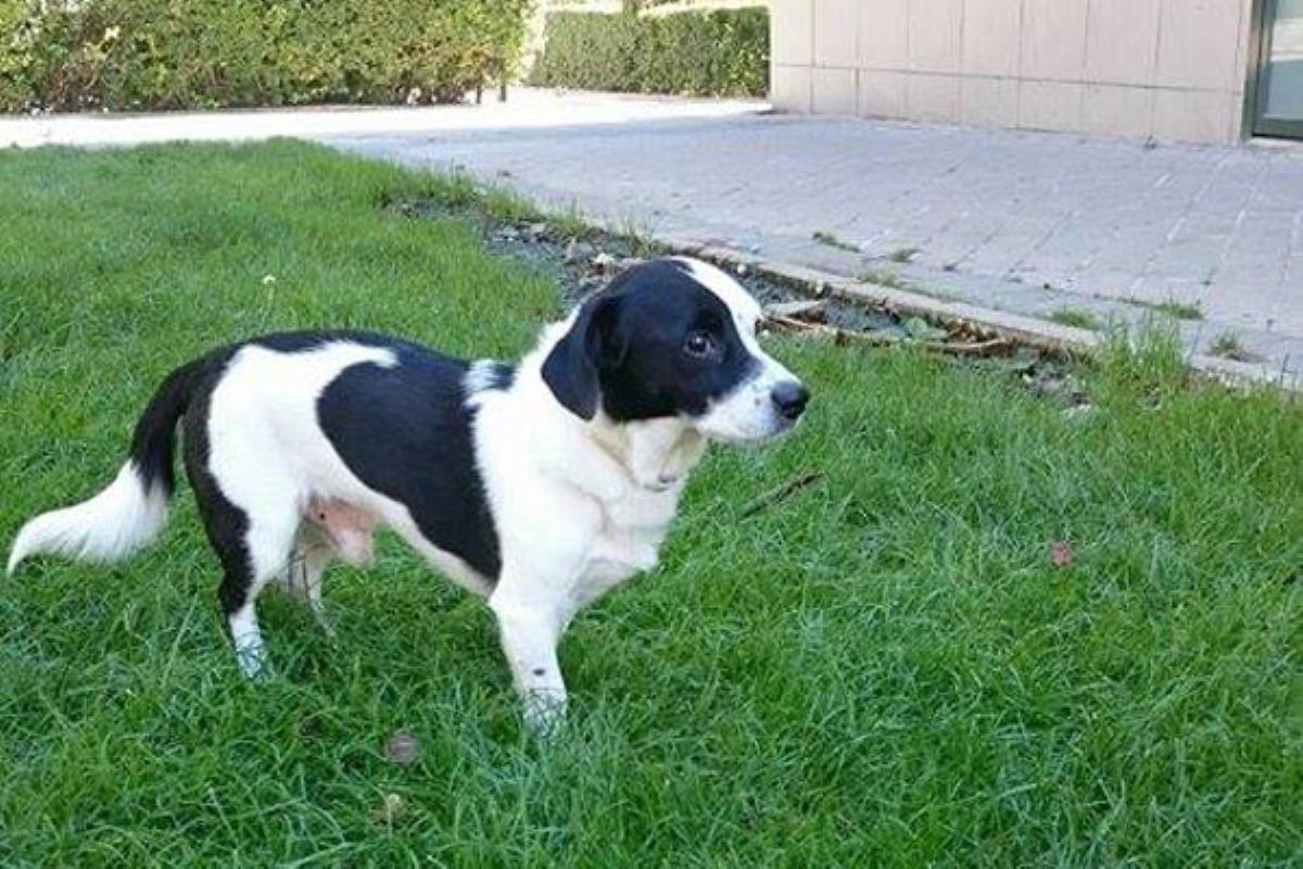 Se ha perdido en la zona cercana al Hipermercado E.Leclerc