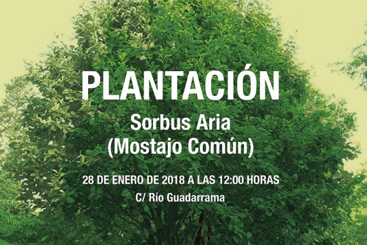 El grupo de la ONG Jóvenes y Desarrollo plantará un mostajo común en la calle Río Guadarrama